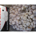 Best Quality Pure White Garlic 5.0cm